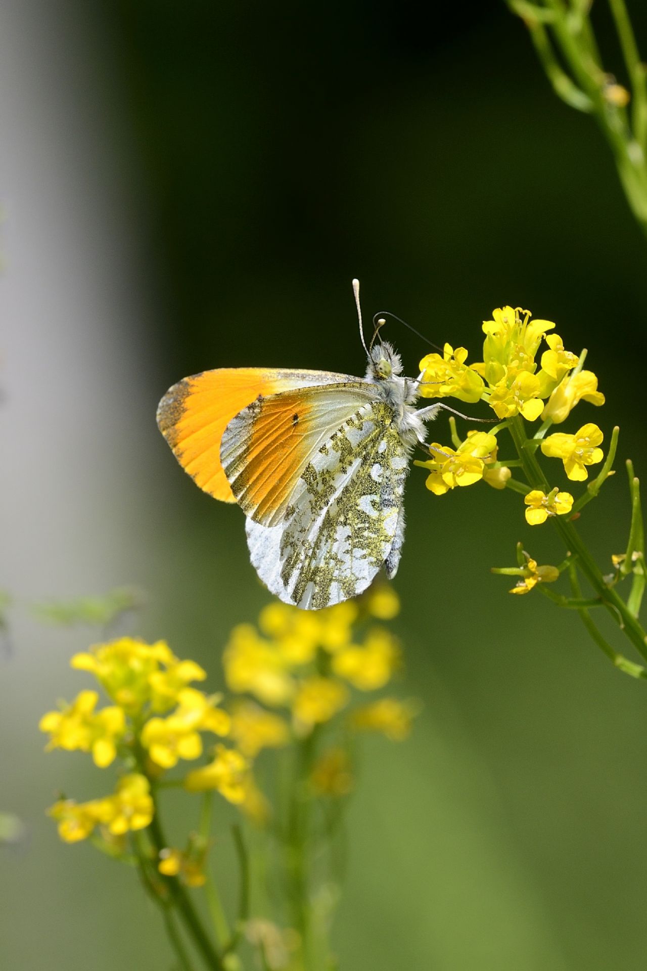 Conferma Anthocharis cardamines maschio